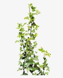 We've divided the list into climbers for walls, borders and vigorous examples. Climbing Plants Png Images Free Transparent Climbing Plants Download Kindpng
