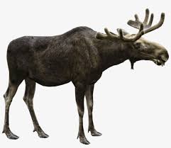 Most recently in the liiga with jyp. Free Png Moose Png Images Transparent Sweden Png Image Transparent Png Free Download On Seekpng