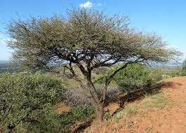 Image result for Acacia nilotica