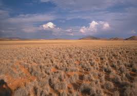 Image result for Helinus spartioides