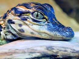 Check spelling or type a new query. Crocodile Eye Baby Chinese Alligator 1024x768 Wallpaper Teahub Io