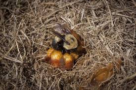 In the bee world, we like to keep it simple. The Lifecycle Of A Queen Bumble Bee