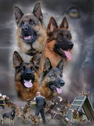 German Shepherd Police Dog Military German Shepherd Dogs On Pinterest German Shepherd Puppies Military German Shepherd Dogs Dogs Shepherd Dog