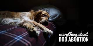 Guide To Dog Abortion Costs Methods Legality Of Pregnancy Termination