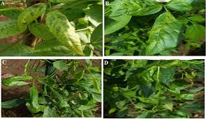 Image result for Sphenostylis