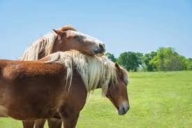 The belgian draft horse is one of the most influential heavy horse breeds in the world. 6 Amazing Facts About The Belgian Draft Horse