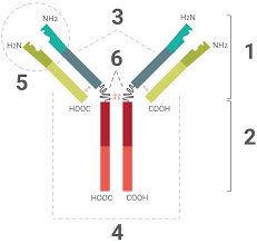 Antibody Structure Bioatla