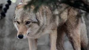 Witnesses heard the creature make 'frightful screams' and there were footprints attesting to the claims of the sighting. Farm Bureau Recovered Gray Wolf Should Be Taken Off Endangered Species List