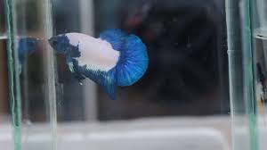 + 1 138,43 rub доставка. Marble Betta Fish For Sale Youtube