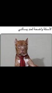 Pin By Jojo On استهبال Funny Pictures Funny Jokes Arabic Memes