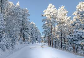 Find and download cell phone christmas wallpapers on hipwallpaper. Snow Colorado Trees Winter Nature Wallpaper 2000x1379 336118 Wallpaperup