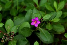 Image result for Talinum portulacifolium