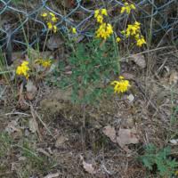 Image result for Aeschynomene multicaulis