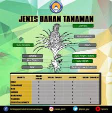 Maybe you would like to learn more about one of these? Lembaga Perindustrian Nanas Malaysia Pokok Nanas Menghasilkan Beberapa Jenis Bahan Tanaman Benih Yang Penting Digunakan Untuk Tujuan Penanaman Semula Kebanyakan Varieti Nanas Mempunyai 3 Jenis Bahan Tanaman Utama Iaitu Sulur Angin Sulur
