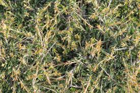 Image result for Blepharis aspera