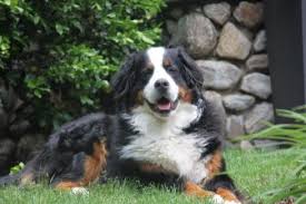 The other parent breed in the mix could result in a lower or higher activity level. Louie The Bernese Mountain Dog A Puppy At Heart Newcanaanite Com