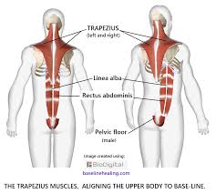 Muscles of the upper limb this muscle is located on the upper portion of the back anatomy, underneath the trapezius. Upper Body To Base Line Connection The Trapezius Muscles