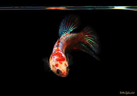 Look at the bright brilliant blaze the halfmoon koi betta from indonesia died a few months ago and i wanted to have this video. Rainbow Galaxy Koi Halfmoon Female Betta Released Bettasplendid Com
