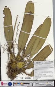 Image result for Bulbophyllum schinzianum