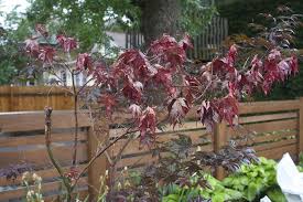 This often happens in late summer or early fall. Sad Times For My Yard Deuce Cities Henhouse