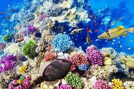 Besuche das aquarium sea life hannover und erlebe einen echten tropischen regenwald und faszinierende meerestiere mit deiner ganzen familie. Great Barrier Reef Korallenriff Underwaterworld Great Barrier Reef