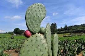 Generally speaking, cacti grow slow. Mexico S Prickly Pear Cactus Energy Source Of The Future