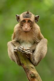 Baby Long Tailed Macaque On Stump Facing Camera Nick Dale Photography In 2020 Macaque African Wildlife Pets