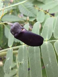 Image result for Sesbania sesban