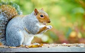Do Squirrels Eat Bird Eggs