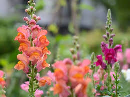 Weitere ideen zu blumen, löwenmaul, pflanzen. Lowenmaulchen Compo