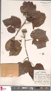 Image result for Otiophora pycnostachys