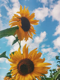 Sunflower field updated their cover photo. Sunflower Wallpapers Free Hd Download 500 Hq Unsplash