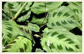 Check spelling or type a new query. Prayer Plant Care Guide Growing Info Tips Proflowers Blog