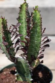 Image result for Euphorbia dedzana