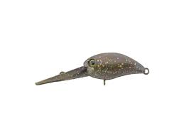 Image result for Pygaera timon