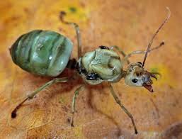 Pin On A Bugs Life