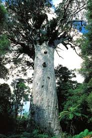 Image result for tane mahuta