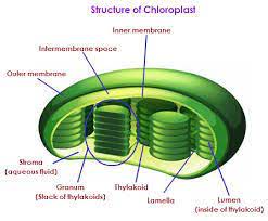 Chloroplast Is A Plastid That Contains Chlorophyll And In Which Photosynthesis Takes Place It Is Found In Algae And Gree Plant Cell Photosynthesis Chlorophyll