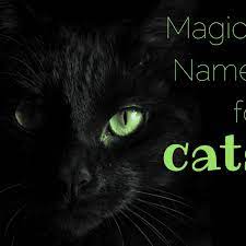 200 Magical Mystical Names For Cats Pethelpful