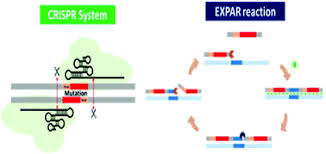 Nation's strongest adc's only couple (part 4)in the end, you yu lin decided to make a. A Novel Method To Detect Mutation In Dna By Utilizing Exponential Amplification Reaction Triggered By The Crispr Cas9 System Nanoscale Rsc Publishing