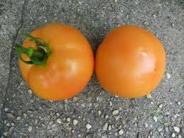 Red pride tomato yields a bountiful harvest on vigorous, compact plants. Photo Of The Fruit Of Tomato Solanum Lycopersicum Red Pride Posted By Newyorkrita Garden Org