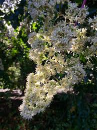 Image result for Galpinia transvaalica