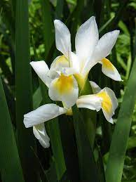 White Siberian Iris In Foliage By Mary Sedivy Beautiful Flowers Photos Beautiful Flowers Garden Iris Flowers