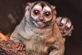 Bird That Sounds Like A Monkey At Night Night Owl Monkeys Google Search Lazy Animals Animals Animal Pictures