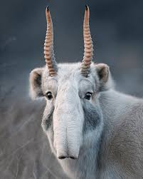 Pick a good animal that matches or represents your personality. 15 Cool Animals You Can Meet Once In A Lifetime
