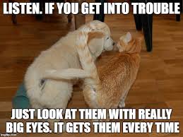 A post graduate student surfing and reading are best of my hobbies. 20 Adorably Funny Dog And Cat Memes Sayingimages Com