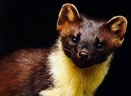 Image Result For Weasel Baby Animals Martin Animal Animals