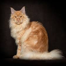 Kucing ras maine coon merupakan salah satu jenis kucing ras yang cukup besar dan harus diberikan makanan yang sesuai dengan kebutuhan dirinya. Nunhdfumyshbym