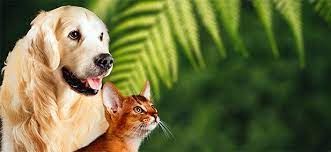Versatile, arrostire e cuocere, wok e fritture, pane spalmare, uso anche nei cosmetici pelle e capelli, umidità naturale & dischetti struccanti, anche per cani, gatti e cavalli. Alimenti Biologici Per I Tuoi Animali Da Compagnia