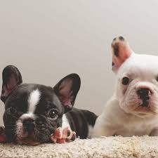Over the centuries, the dogs were bred for different traits, and various breeds emerged. Why Are French Bulldogs So Expensive Greenfield Puppies